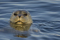 Harbor Seal (Phoca vitulina), Elkhorn Slough, Monterey Bay, California