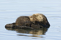 Sea Otter (Enhydra lutris) mother and pup sleeping, Elkhorn Slough, Monterey Bay, California