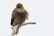 Red-shouldered Hawk (Buteo lineatus) on branch in winter, Tule Lake National Wildlife Refuge, California