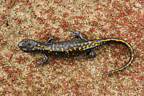 Santa Cruz Long-toed Salamander (Ambystoma macrodactylum croceum) heading to breeding pond, Aptos, Monterey Bay, California