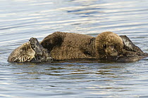 Sea Otter (Enhydra lutris) pup nursing, Elkhorn Slough, Monterey Bay, California