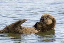 Sea Otter (Enhydra lutris) pup, Elkhorn Slough, Monterey Bay, California