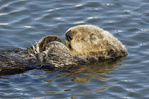 Sea Otter (Enhydra lutris) sleeping, Elkhorn Slough, Monterey Bay, California