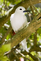 White Tern (Gygis alba) in tree, Midway Atoll, Hawaiian Leeward Islands, Hawaii