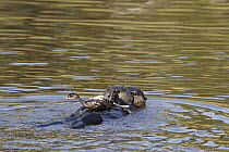 Sea Otter (Enhydra lutris) mother and pup playing with Eared Grebe (Podiceps nigricollis), Elkhorn Slough, Monterey Bay, California
