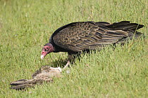 Turkey Vulture (Cathartes aura) sub-adult feeding on rabbit carcass, Martin Luther King Jr. Regional Shoreline, California