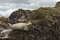 Harbor Seal (Phoca vitulina) on rocks, Point Lobos State Reserve, California