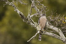 Cooper's Hawk (Accipiter cooperii), Santa Cruz, Monterey Bay, California