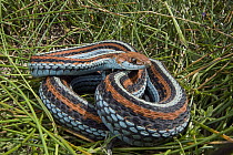 San Francisco Garter Snake (Thamnophis sirtalis tetrataenia) on pond vegetation, Pescadero, California