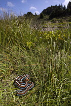 San Francisco Garter Snake (Thamnophis sirtalis tetrataenia) near pond, Pescadero, California