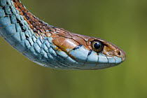 San Francisco Garter Snake (Thamnophis sirtalis tetrataenia) portrait, Pescadero, California