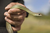 Western Yellow-bellied Racer (Coluber constrictor mormon) snake held by biologist, Pescadero, California