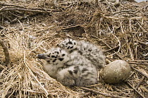 Western Gull (Larus occidentalis) chicks and egg, Wilder Ranch State Park, California