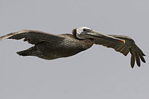 Brown Pelican (Pelecanus occidentalis) flying, Santa Cruz, Monterey Bay, California