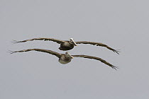 Brown Pelican (Pelecanus occidentalis) adult and juvenile flying, Santa Cruz, Monterey Bay, California