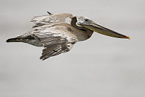 Brown Pelican (Pelecanus occidentalis) flying, Natural Bridges State Beach, Santa Cruz, California