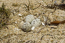 Snowy Plover (Charadrius nivosus) eggs in nest, Salinas River State Beach, Monterey Bay, California
