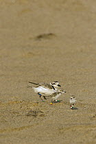Snowy Plover (Charadrius nivosus) banded mother and chicks, Salinas River State Beach, Monterey Bay, California