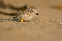 Snowy Plover (Charadrius nivosus) banded chick, Salinas River State Beach, Monterey Bay, California