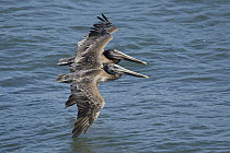 Brown Pelican (Pelecanus occidentalis) juveniles flying, Santa Cruz, Monterey Bay, California