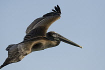 Brown Pelican (Pelecanus occidentalis) juvenile flying, Natural Bridges State Beach, Santa Cruz, California
