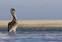 Brown Pelican (Pelecanus occidentalis) juvenile in lagoon, Santa Cruz, Monterey Bay, California