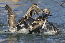 Brown Pelican (Pelecanus occidentalis) juvenile and Heermann's Gulls (Larus heermanni) fighting over anchovy, Santa Cruz, Monterey Bay, California