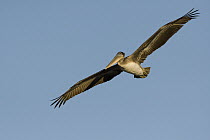 Brown Pelican (Pelecanus occidentalis) juvenile flying, Santa Cruz, Monterey Bay, California