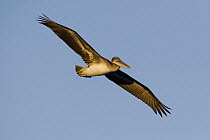 Brown Pelican (Pelecanus occidentalis) juvenile flying, Santa Cruz, Monterey Bay, California