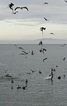 Brown Pelican (Pelecanus occidentalis) group diving for anchovies, Santa Cruz, Monterey Bay, California