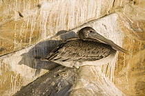 Brown Pelican (Pelecanus occidentalis) juvenile on rocks, Santa Cruz, Monterey Bay, California