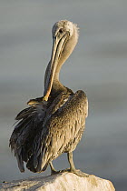 Brown Pelican (Pelecanus occidentalis) preening, Santa Cruz, Monterey Bay, California