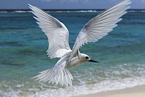 White Tern (Gygis alba) flying over beach, Midway Atoll, Hawaiian Leeward Islands, Hawaii