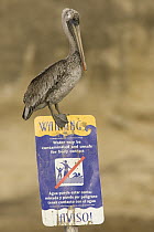 Brown Pelican (Pelecanus occidentalis) on contaminated water sign, Santa Cruz, Monterey Bay, California