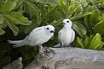 White Tern (Gygis alba) pair, Midway Atoll, Hawaiian Leeward Islands, Hawaii