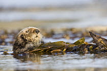 Sea Otter (Enhydra lutris) wrapped in kelp, Santa Cruz, Monterey Bay, California