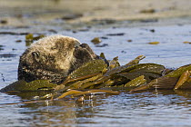 Sea Otter (Enhydra lutris) wrapped in kelp, Santa Cruz, Monterey Bay, California