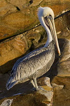 Brown Pelican (Pelecanus occidentalis) on rocks, Santa Cruz, Monterey Bay, California