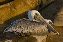 Brown Pelican (Pelecanus occidentalis) on rocks, Santa Cruz, Monterey Bay, California