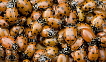Convergent Lady Beetle (Hippodamia convergens) group gathering to mate, Sunol Regional Wilderness, California