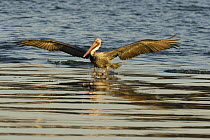 Brown Pelican (Pelecanus occidentalis) landing on water at sunset, Martin Luther King Jr. Regional Shoreline, California