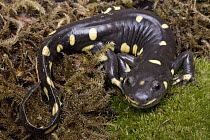 California Tiger Salamander (Ambystoma californiense), Monterey Bay, California