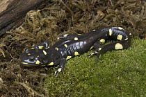 California Tiger Salamander (Ambystoma californiense), Monterey Bay, California