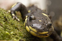 California Tiger Salamander (Ambystoma californiense) portrait, Monterey Bay, California