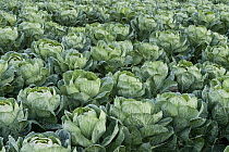Cabbage (Brassica oleracea) field, Santa Cruz, Monterey Bay, California