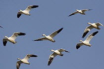 Snow Goose (Chen caerulescens) flock flying, Tule Lake National Wildlife Refuge, California