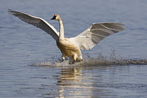 Tundra Swan (Cygnus columbianus) landing, Tule Lake National Wildlife Refuge, California