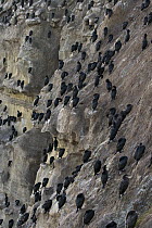 Brandt's Cormorant (Phalacrocorax penicillatus) group on cliff, La Jolla, San Diego, California