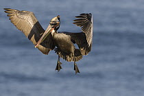 Brown Pelican (Pelecanus occidentalis) landing, La Jolla, San Diego, California
