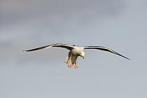 Western Gull (Larus occidentalis) landing, La Jolla, San Diego, California